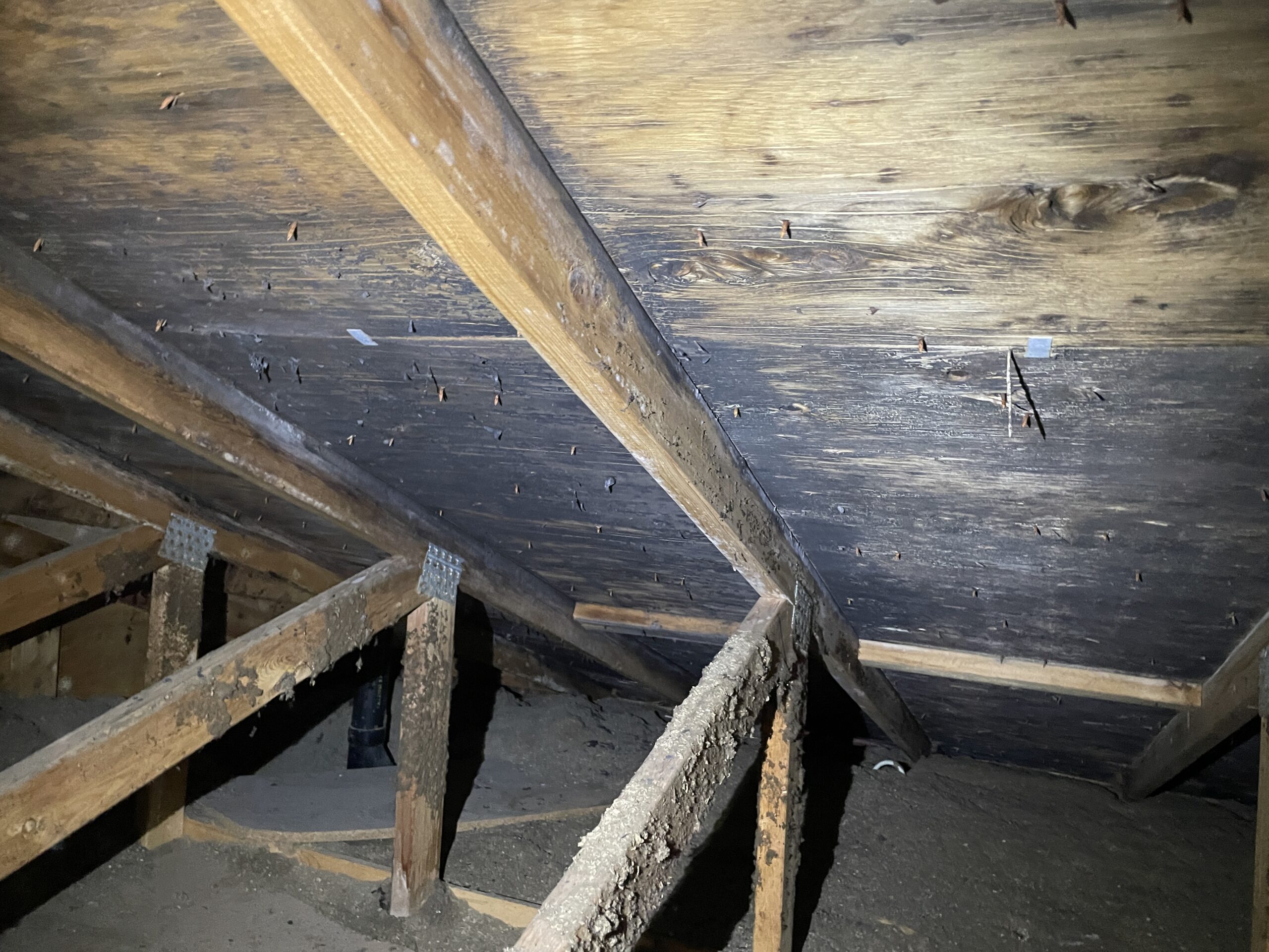 Photo of mould growth in attic