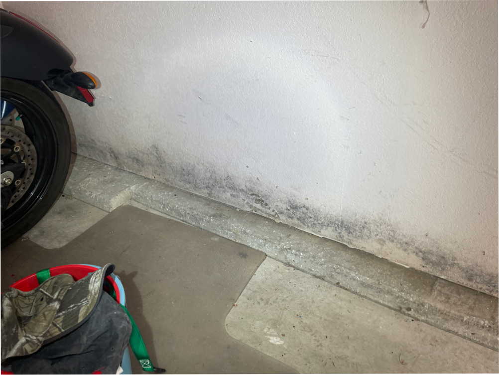 A picture of mold growth